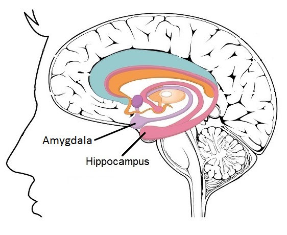 The Limbic Lobe